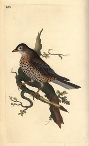Tordo bottaccio, Turdus viscivorus