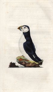 Pulcinella di mare. Fratercula arctica (Alca arctica). Incisione su rame di Edward Donovan, pubblicata in Histoire naturelle des oiseaux britanniques, Londra da Edward Donovan