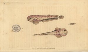 Chiocciola di mare di Montagu, Liparis montagui. Incisione a mano colorata disegnata e incisa da Edward Donovan dal suo Natural History of British Fishes, Donovan e F.C. e J. Rivington, Londra da Edward Donovan