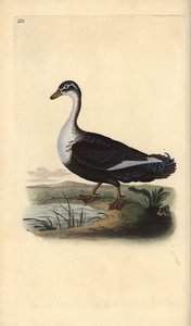 Anatra muta (variante), Cairina moschata da Edward Donovan