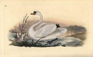Cigno reale, Cygnus olor, con pulcini da Edward Donovan