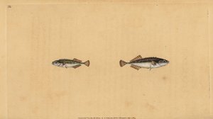 Spinarello a nove spine, Pungitius pungitius (Spinarello minore o a dieci spine, Gasterosteus pungitius). Incisione a mano colorata disegnata e incisa da Edward Donovan dalla sua Storia Naturale dei Pesci Britannici, Donovan e F.C. e J. Rivington, Londra