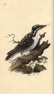 Picchio tridattilo settentrionale. Picoides tridactylus. Incisione colorata a mano tratta da Edward Donovan dal suo Natural History of British Birds, Londra da Edward Donovan
