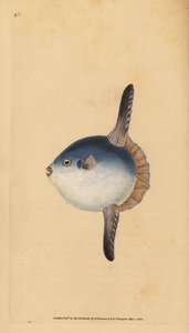 Pesce luna, Mola mola. Vulnerabile. Incisione a mano colorata a rame disegnata e incisa da Edward Donovan dal suo Natural History of British Fishes, Donovan e F.C. e J. Rivington, Londra