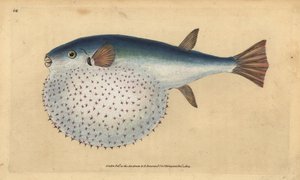 Pesce palla oceanico, Lagocephalus lagocephalus (Pesce globo stellato, Tetrodon stellatus). Rame inciso e colorato a mano disegnato e inciso da Edward Donovan dalla sua Storia Naturale dei Pesci Britannici, Donovan e F.C. e J. Rivington, Londra da Edward Donovan