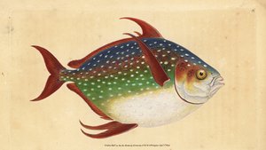 Opah o pesce re, Lampris guttatus (Zeus luna). Incisione a mano colorata disegnata e incisa da Edward Donovan dalla sua Storia Naturale dei Pesci Britannici, Donovan e F.C. e J. Rivington, Londra