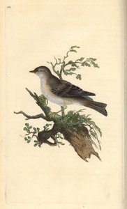 Sterpazzola di Orfeo, Sylvia hydrtensis, o sterpazzola maggiore. Incisione colorata a mano tratta da Edward Donovan dal suo Natural History of British Birds, Londra