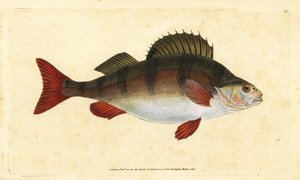 Perca fluviatilis. Incisione a mano colorata disegnata e incisa da Edward Donovan dal suo "Natural History of British Fishes", Donovan e F.C. e J. Rivington, Londra da Edward Donovan