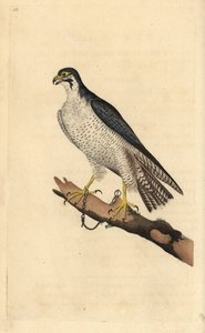 Falco pellegrino, Falco peregrinus, incatenato a un ramo. Incisione colorata a mano tratta da Edward Donovan dal suo Natural History of British Birds, Londra da Edward Donovan
