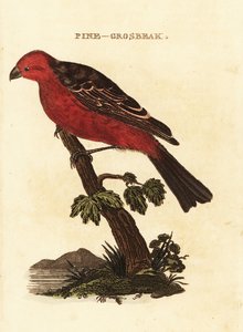 Grosbeak dei pini, Pinicola enucleator da Edward Donovan