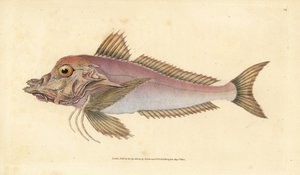 Trigla lyra da Edward Donovan
