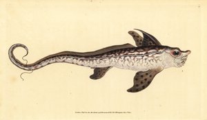 Pesce coniglio o mostro marino, Chimaera monstrosa. Quasi minacciato. Incisione a mano colorata disegnata e incisa da Edward Donovan dalla sua Storia Naturale dei Pesci Britannici, Donovan e F.C. e J. Rivington, Londra da Edward Donovan