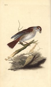 Averla piccola (femmina), Lanius collurio