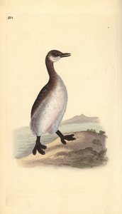 Svasso collorosso (femmina), Podiceps grisegena da Edward Donovan