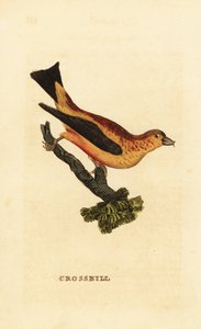 Crociere comune, Loxia curvirostra da Edward Donovan