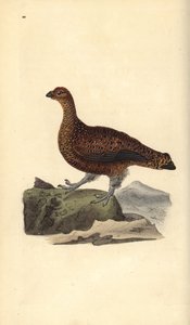 Pernice rossa (femmina), Lagopus scotica