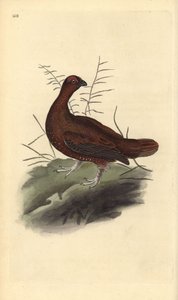 Gallo cedrone, Lagopus lagopus scotica. Incisione colorata a mano tratta da Edward Donovan dal suo Natural History of British Birds, Londra da Edward Donovan