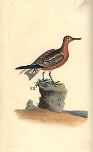 Piovanello maggiore, Calidris canutus. Incisione colorata a mano tratta da Edward Donovan dal suo Natural History of British Birds, Londra da Edward Donovan