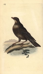 Merlo dal collare (femmina), Turdus torquatus da Edward Donovan