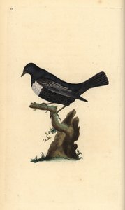 Merlo dal collare. Incisione a mano colorata a rame disegnata e incisa da Edward Donovan dal suo Natural History of British Birds, Londra