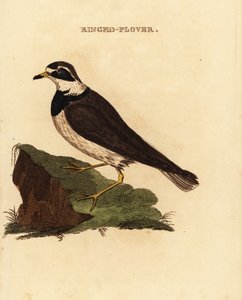 Piviere comune, Charadrius hiaticula