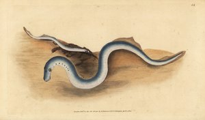 Lampreda di fiume, Lampetra fluviatilis (Lampern o lampreda minore, Petromyzon fluviatilis). Incisione a mano colorata disegnata e incisa da Edward Donovan dalla sua Storia Naturale dei Pesci Britannici, Donovan e F.C. e J. Rivington, Londra da Edward Donovan