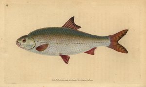Rutilo, Rutilus rutilus (Cyprinus ritulus). Incisione su rame colorata a mano disegnata e incisa da Edward Donovan dalla sua Storia Naturale dei Pesci Britannici, Donovan e F.C. e J. Rivington, Londra da Edward Donovan
