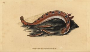 Pholis gunnellus (Blennius gunnellus). Incisione a mano colorata disegnata e incisa da Edward Donovan dal suo Natural History of British Fishes, Donovan e F.C. e J. Rivington, Londra da Edward Donovan