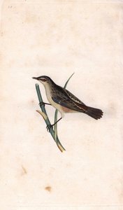 Cannaiola, Acrocephalus schoenobaenus. Incisione a rame di Edward Donovan, pubblicata in 