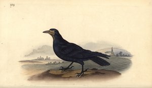 Corvo, Corvus frugilegus da Edward Donovan