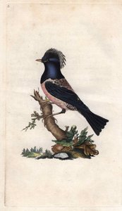 Sturnus roseus (Turdus roseus). Incisione su rame di Edward Donovan (1768-1837), pubblicata in Histoire naturelle des oiseaux britanniques, Londra da Edward Donovan