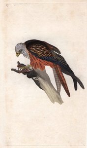 Nibbio reale, Milvus milvus da Edward Donovan