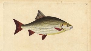 Scardola, Scardinius erythrophthalmus (Occhio rosso, Cyprinus erythrophthalmus). Rame inciso e colorato a mano disegnato e inciso da Edward Donovan dalla sua Storia Naturale dei Pesci Britannici, Donovan e F.C. e J. Rivington, Londra da Edward Donovan