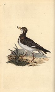 Voltapietre, Arenaria interpres da Edward Donovan