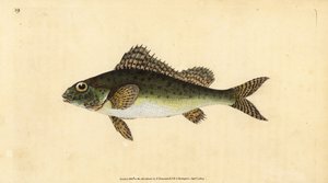 Persico, Gymnocephalus cernua da Edward Donovan