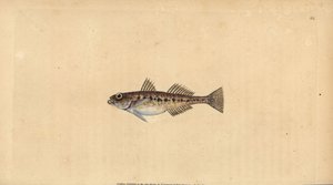 Pomatoschistus minutus (Gobius minutus). Incisione a mano colorata disegnata e incisa da Edward Donovan dal suo Natural History of British Fishes, Donovan e F.C. e J. Rivington, Londra da Edward Donovan