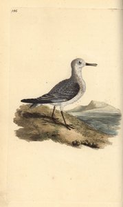 Piovanello tridattilo, Calidris alba. Incisione colorata a mano tratta da Edward Donovan dal suo Natural History of British Birds, Londra da Edward Donovan