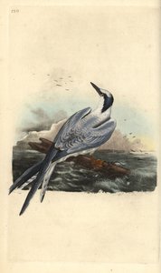 Sterna di Sandwich, Thalasseus sandvicensis. Incisione a mano colorata disegnata e incisa da Edward Donovan dal suo "Storia Naturale degli Uccelli Britannici", Londra da Edward Donovan