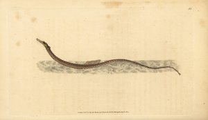 Pesce ago del Sargasso o pesce ago pelagico. Incisione a mano colorata disegnata e incisa da Edward Donovan dalla sua Storia Naturale dei Pesci Britannici, Donovan e F.C. e J. Rivington, Londra da Edward Donovan