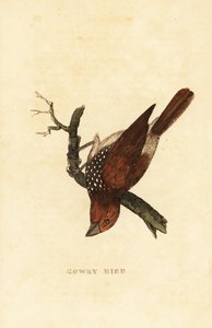 Munia squamosa o munia maculata, Lonchura punctulata da Edward Donovan