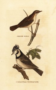 Cannaiola, Acrocephalus schoenobaenus, e cincia dal ciuffo, Lophophanes cristatus