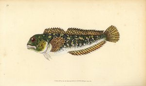 Bavosa, Lipophrys pholis da Edward Donovan