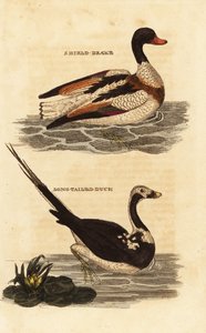 Volpoca, Tadorna tadorna, e quattrocchi, Clangula hyemalis da Edward Donovan