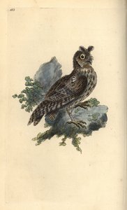 Gufo siberiano, Strix pulchella da Edward Donovan