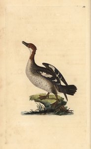 Smergo, Mergellus albellus, femmina. Incisione su rame colorata a mano disegnata e incisa da Edward Donovan dal suo "Storia Naturale degli Uccelli Britannici", Londra da Edward Donovan