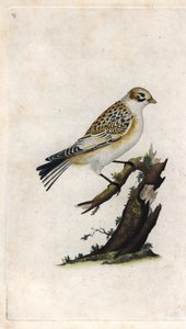 Passero delle nevi. Plectrophenax nivalis (Emberiza nivalis). Incisione di rame di Edward Donovan (1768-1837), pubblicata in Histoire naturelle des oiseaux britanniques, Londra