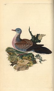 Tortora macchiata o pancou, Spilopelia chinensis. Incisione colorata a mano tratta da Edward Donovan dal suo Natural History of British Birds, Londra da Edward Donovan