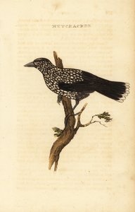 Nocciolaia maculata, Nucifraga caryocatactes da Edward Donovan