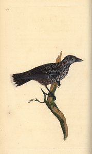 Nocciolaia maculata, Nucifraga caryocatactes. Incisione colorata a mano tratta da Edward Donovan dal suo Natural History of British Birds, Londra