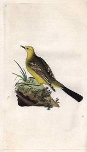 Ballerina gialla. Motacilla flava